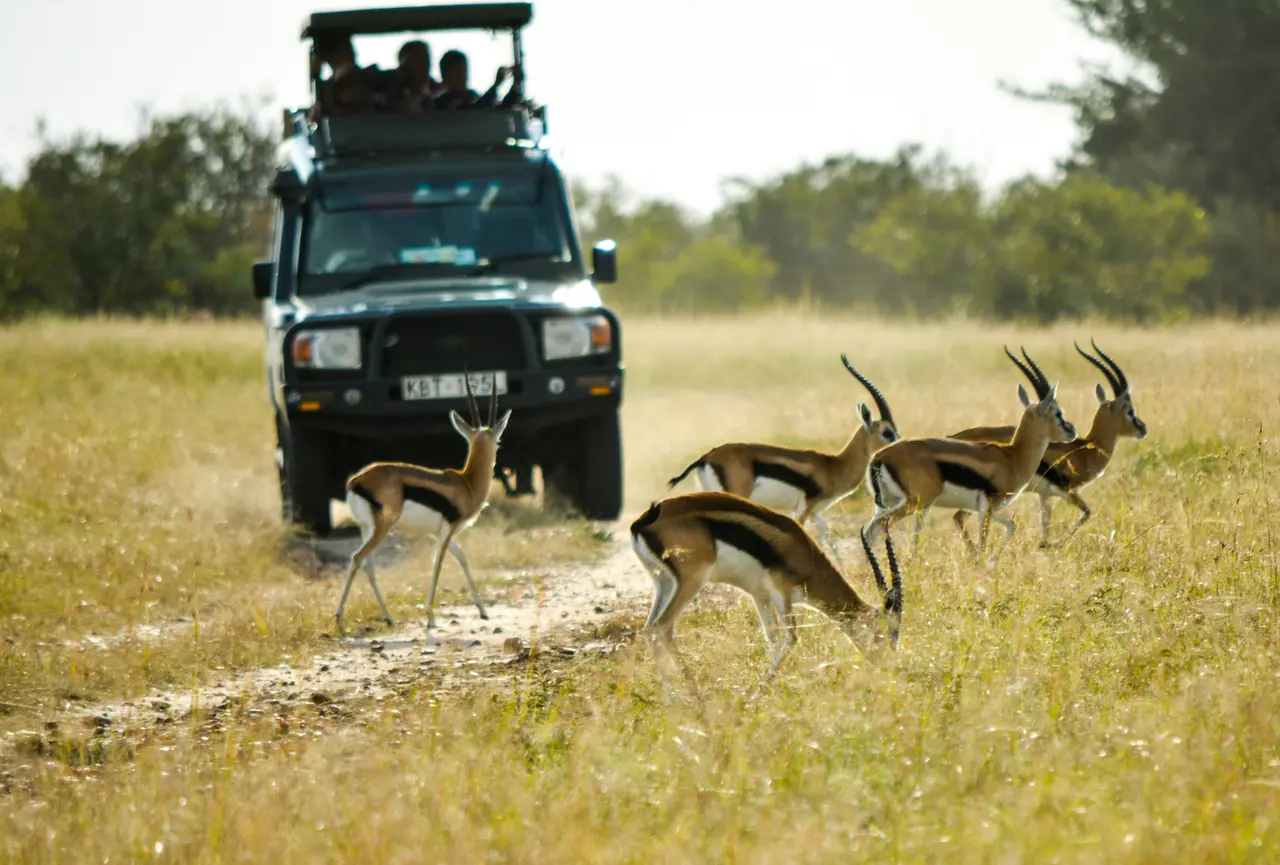 Great Migration Kenya Tour